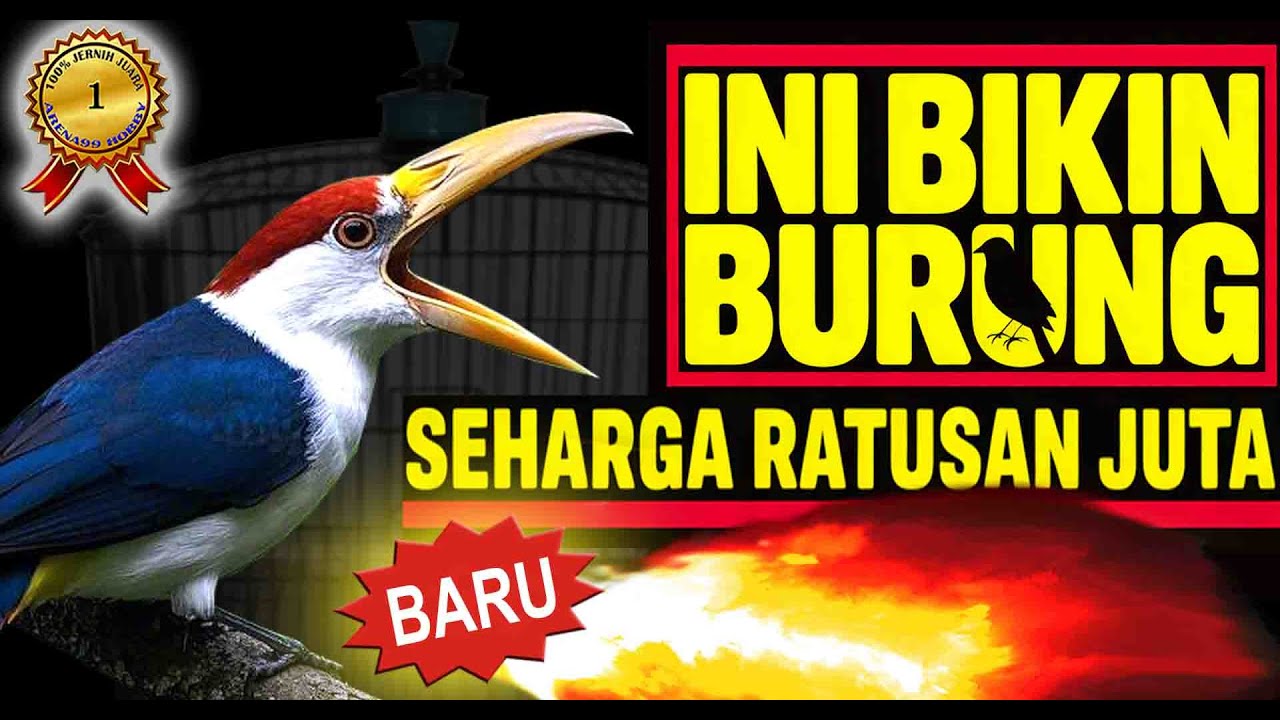Ini Dia  ‼️  Masteran Burung Gacor Full Isian Super Mewah  Buat Murai Batu Kacer Cucak Ijo Cendet 🐦