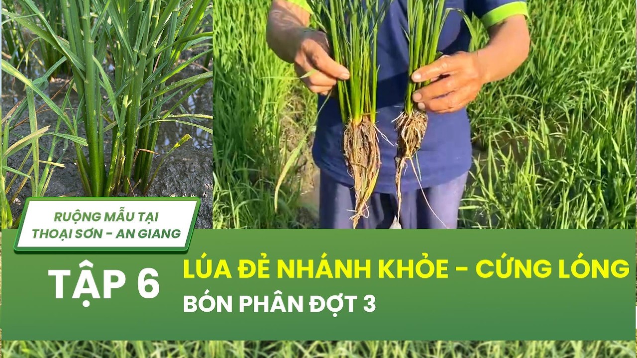BÓN PHÂN ĐỢT 3: RUỘNG LÚA THAY ĐỔI RÕ RỆT