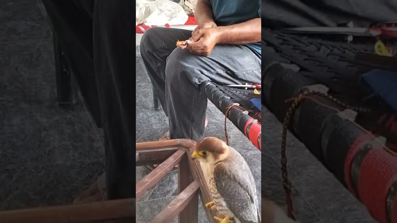 making jesses for shikra with RHM #bird #falconry #1millionviews