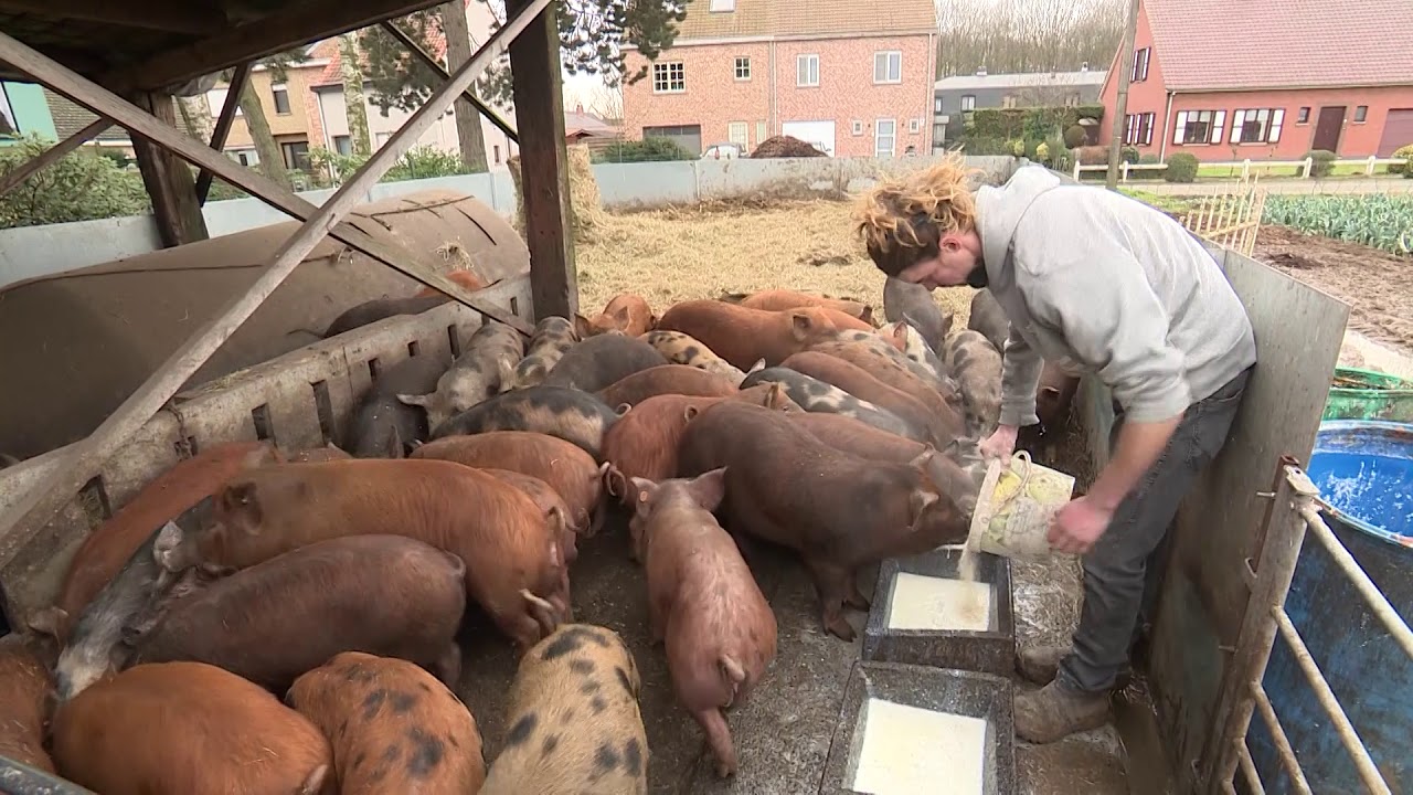 Ferm op het platteland Bioboerderij De Zwaluw