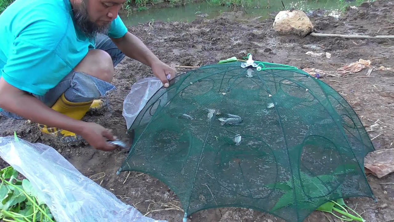 Umbrella Fish Trap Catching Fish with Modern Tool