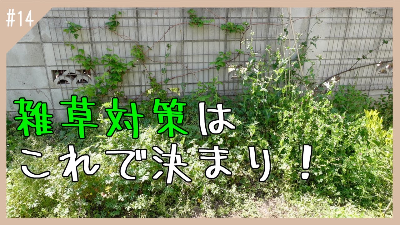 【ガーデニング】＃14雑草対策に段ボールマルチをしてみた