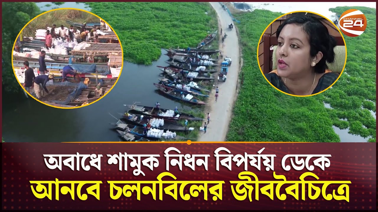ব্যতিক্রমি এক শামুকের হাট বসে সিরাজগঞ্জের চলনবিলে | Shirajganj Shamuk | Chalan Beel | Channel 24
