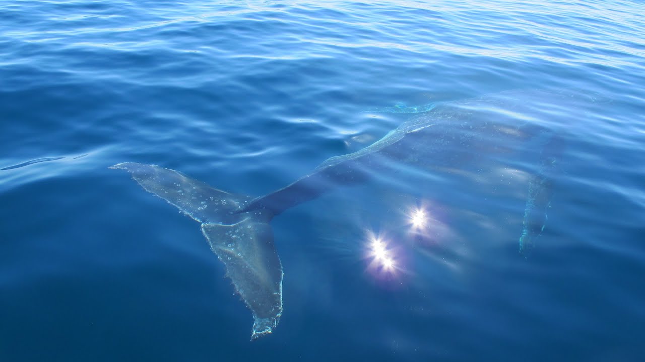 Sounds of the Ocean - Amazing Grace