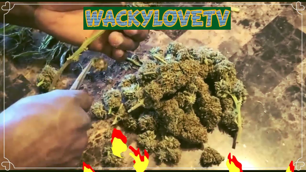 How to trim weed bud at home 2021 DIY