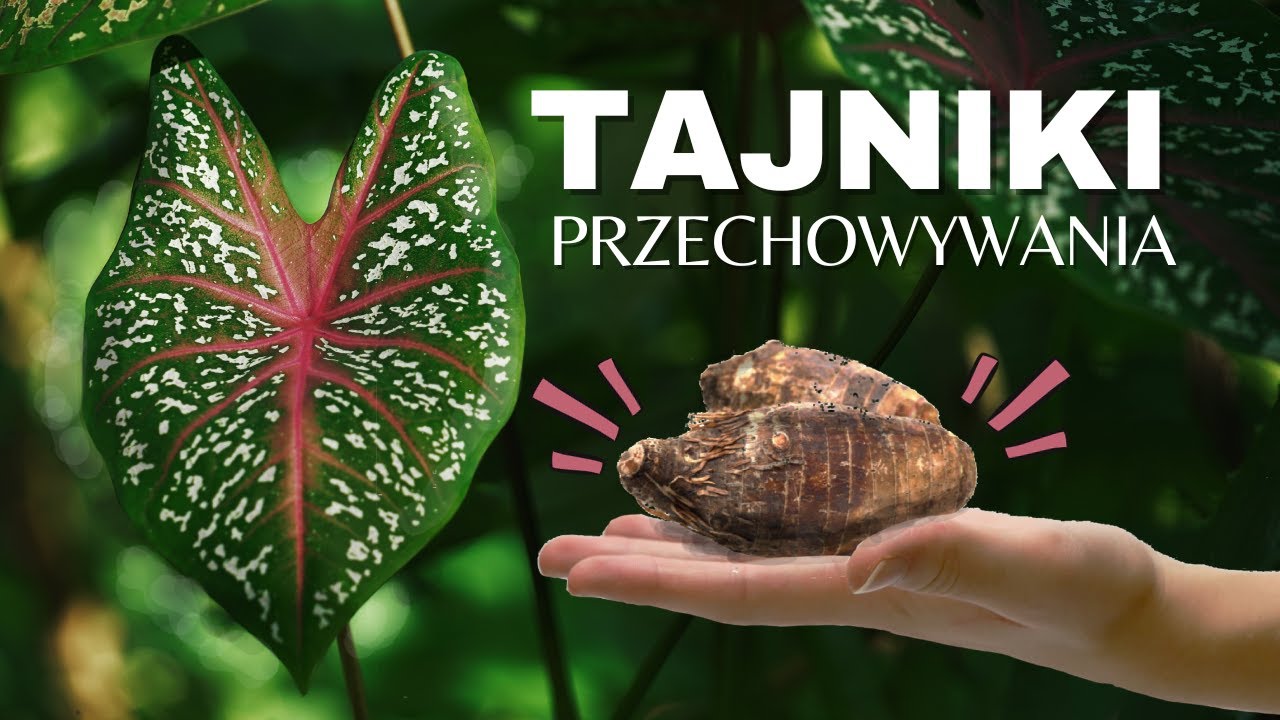 Jak Przezimować w Domu Bulwy KALADIUM Żeby NIE ZGNIŁY?