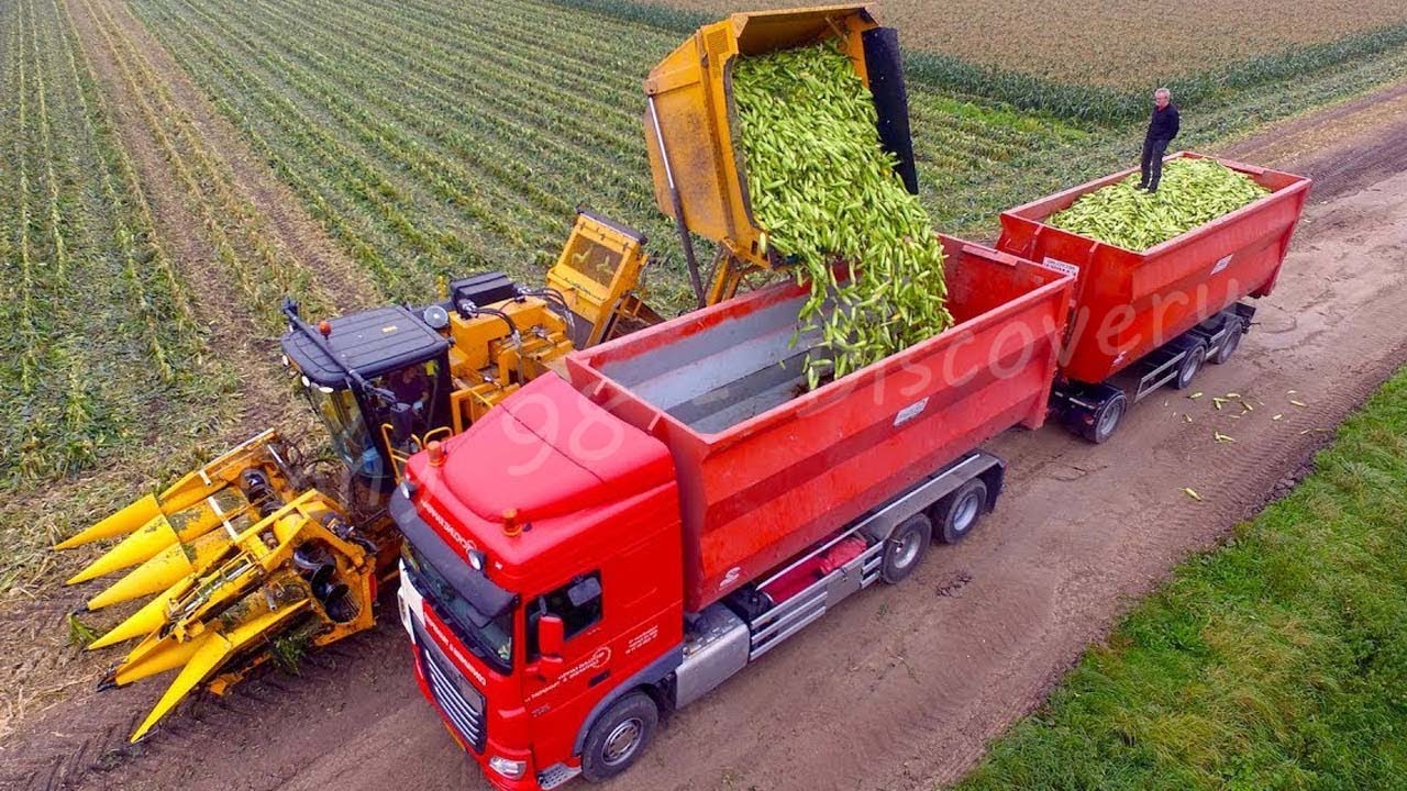 Сбор и переработка миллионов тонн сладкой кукурузы — American Agricultural Technology