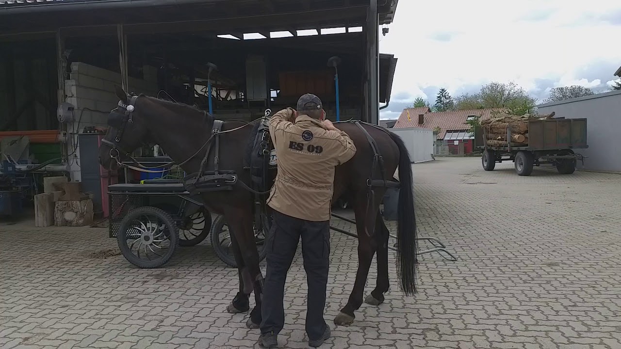 Traber beim einspannen.  Bitte nicht nachmachen.  Immer mit zwei Personen einspannen  !