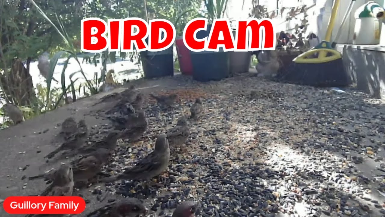 Live Bird Cam Saturday! 🐦🦝🦊😻