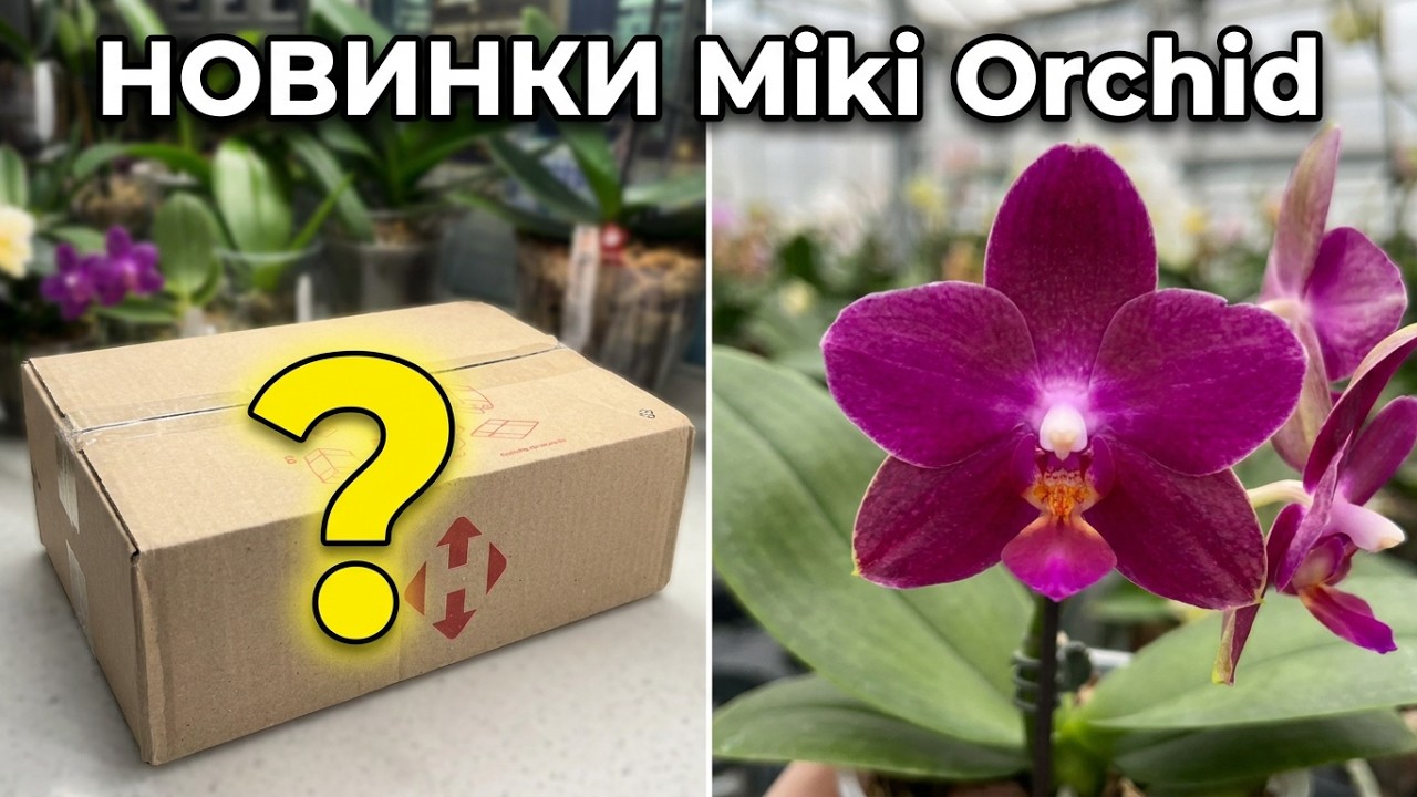 ПРИЕХАЛИ НОВЫЕ #орхидеи от Miki Orchid🪴ШОК! ШО ОПЯТЬ ПОСЫЛКА? 😂 Орхидей много не бывает!