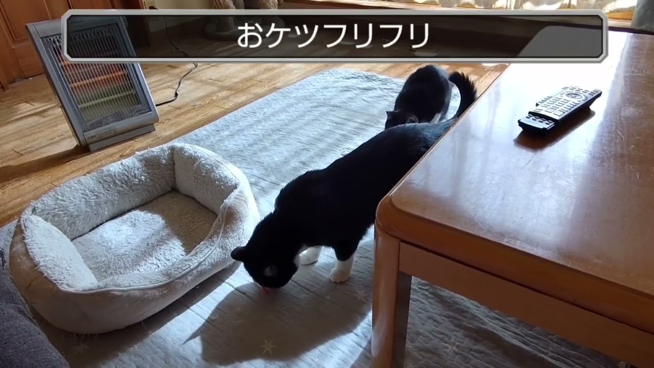 ハチワレ運動会2