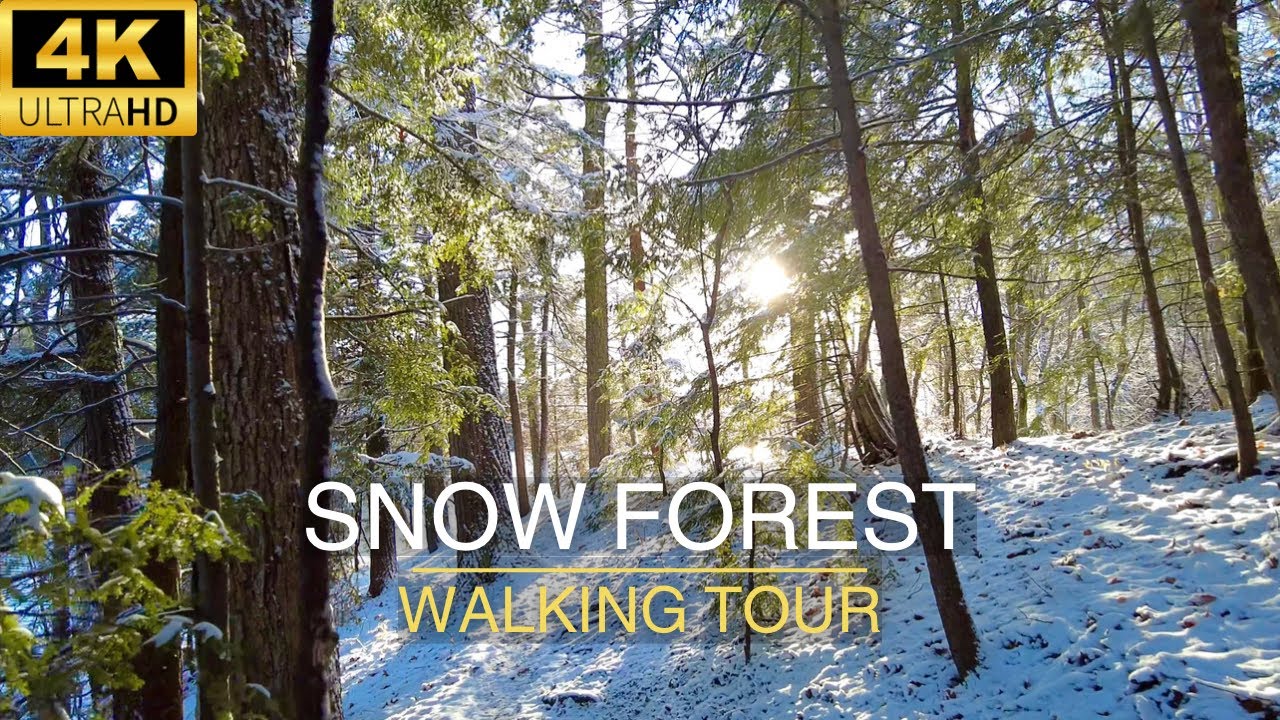 Relaxing Winter Snowy Forest Walk- With Snow Crunch Sound ASMR [4K]