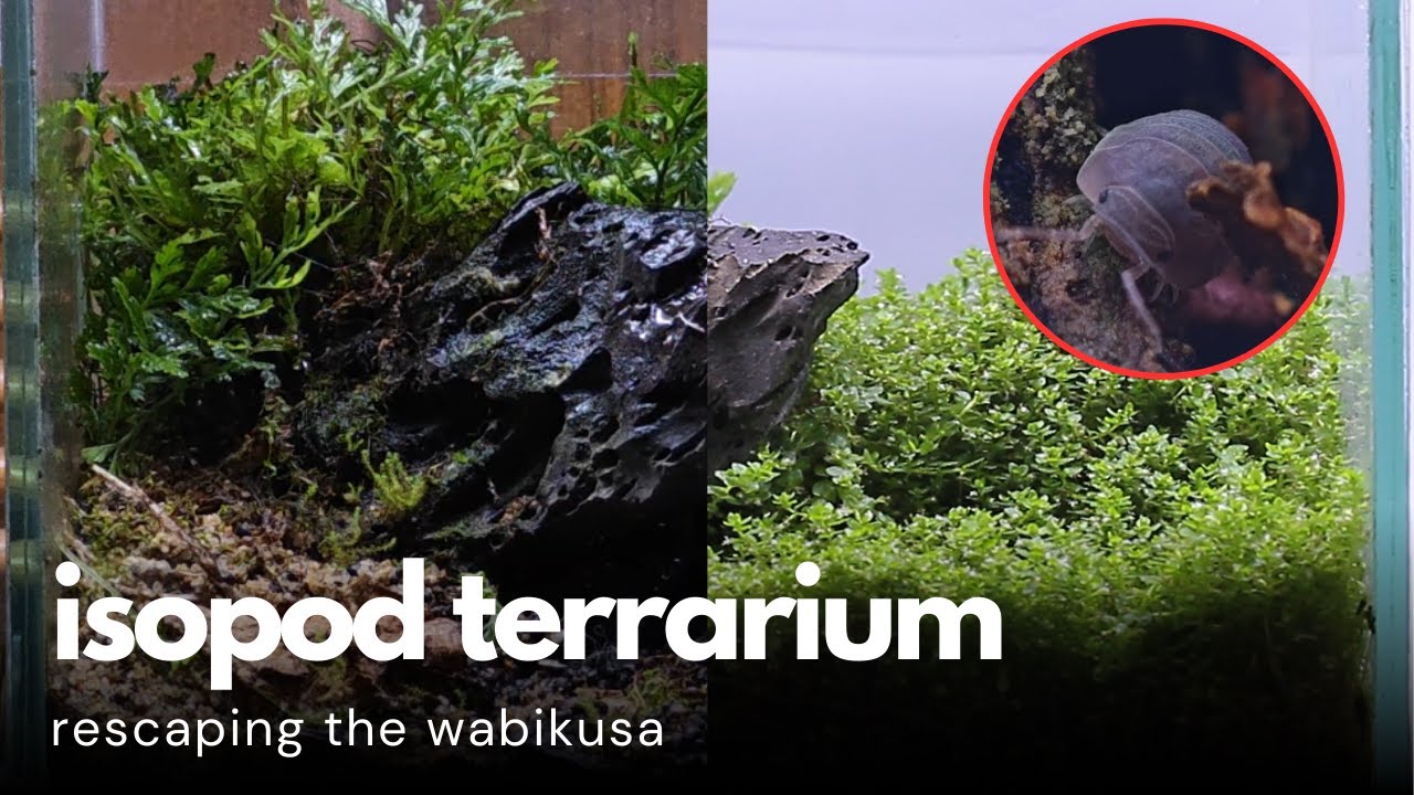 ...but I Fell in Love with Isopods | Terrarium Part 2/2