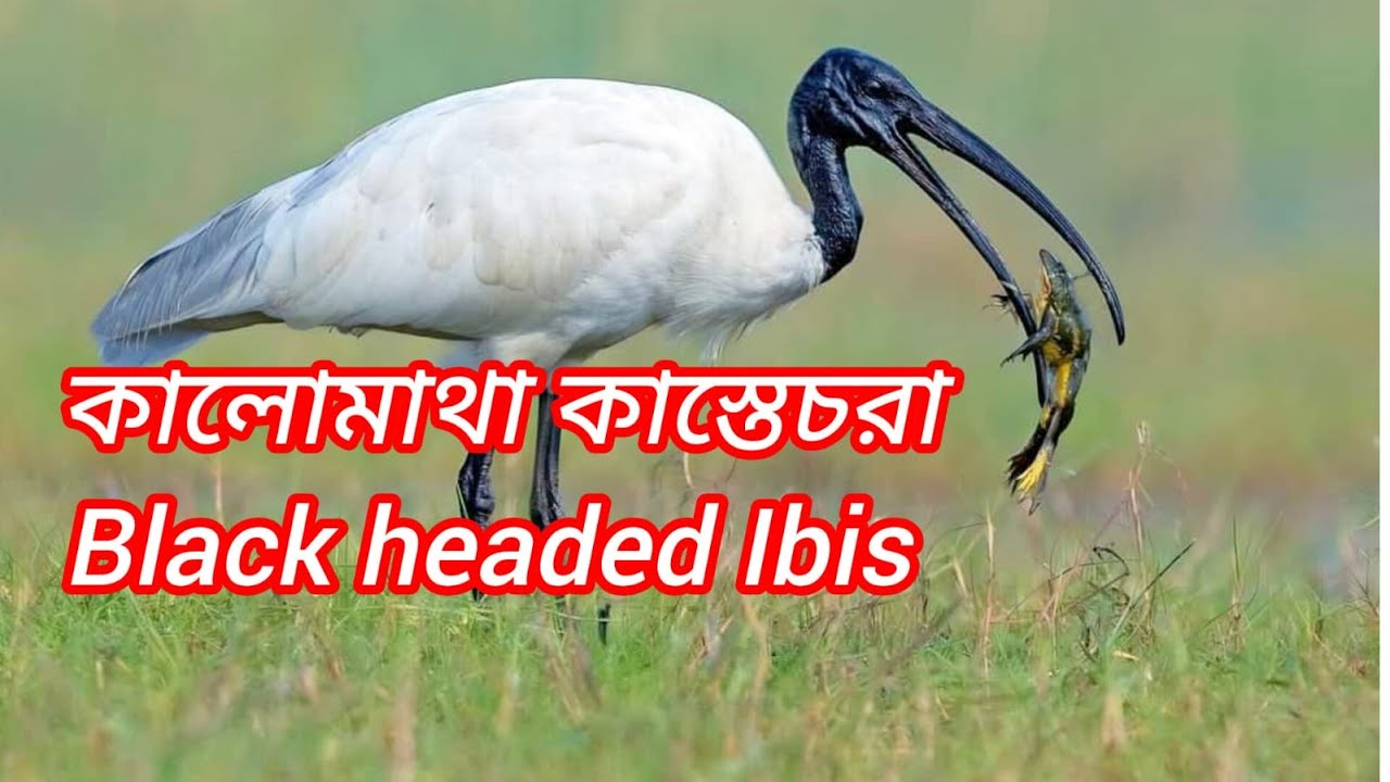 কালো মাথা কাস্তে চরা। Black headed Ibis
