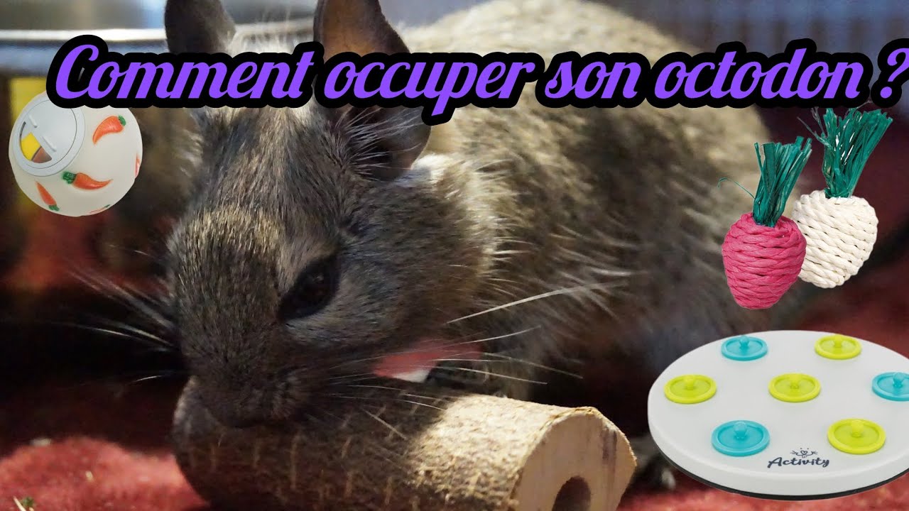 Comment occuper son octodon ?