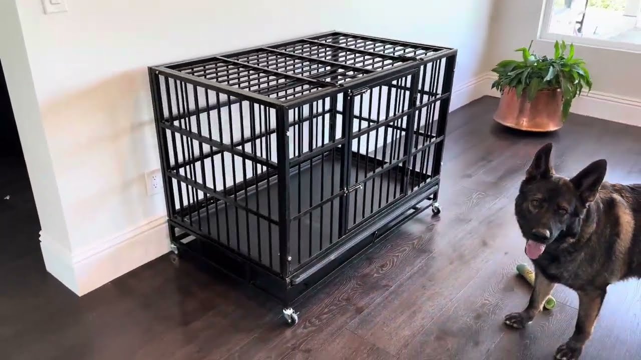 Up Close Look at This Heavy Duty Dog Kennel