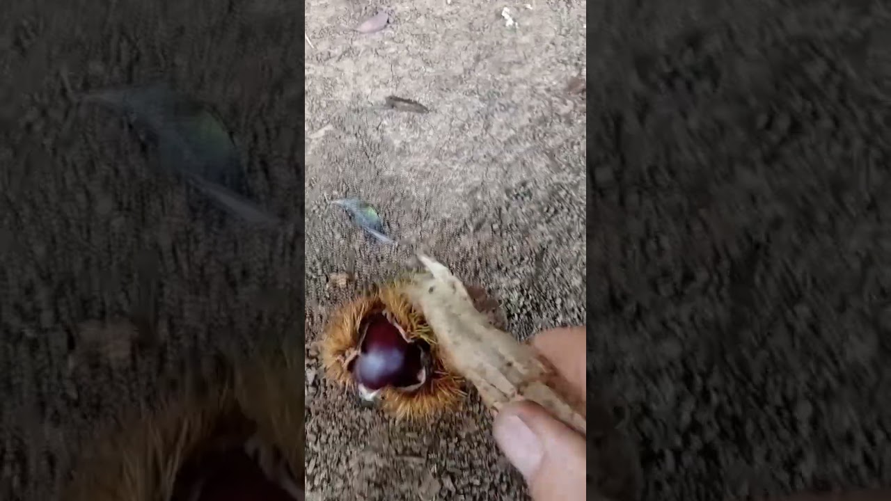 castanha portuguesa