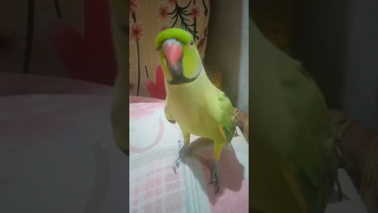 blob #bird #parrot #birdmum #talkingparrot #cutebirds #kermit #foryou #viral #indianringneck