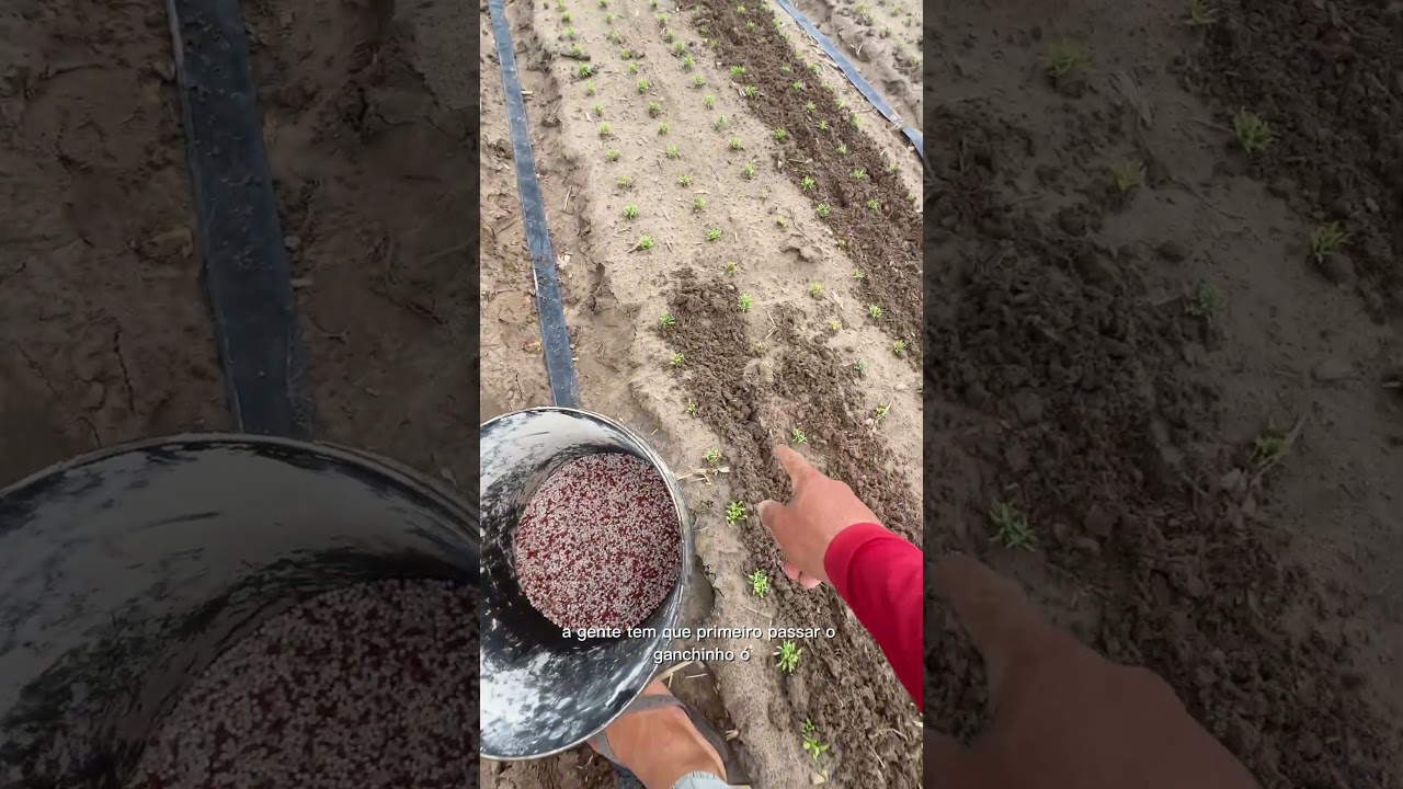 Qual adubo usar pro coentro crescer bonito na sua horta?    