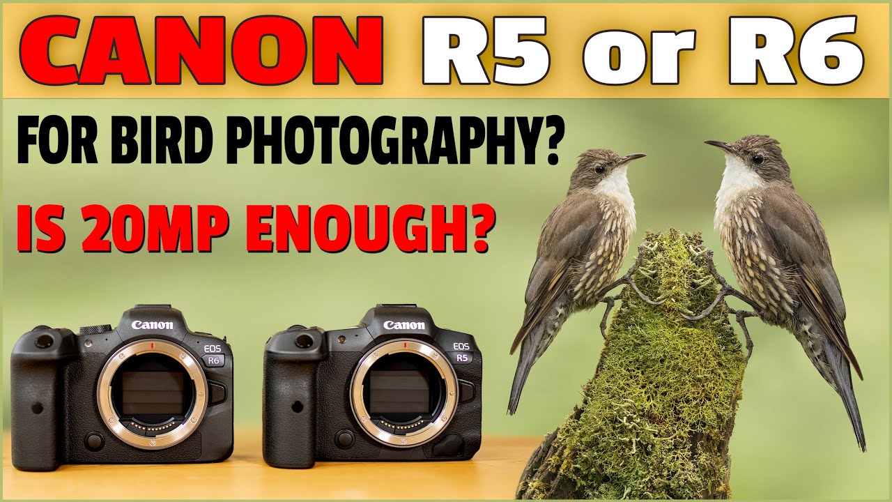Canon R5 vs R6 Review for Bird Photography - Do You Need 45mp? Let's Find Out!