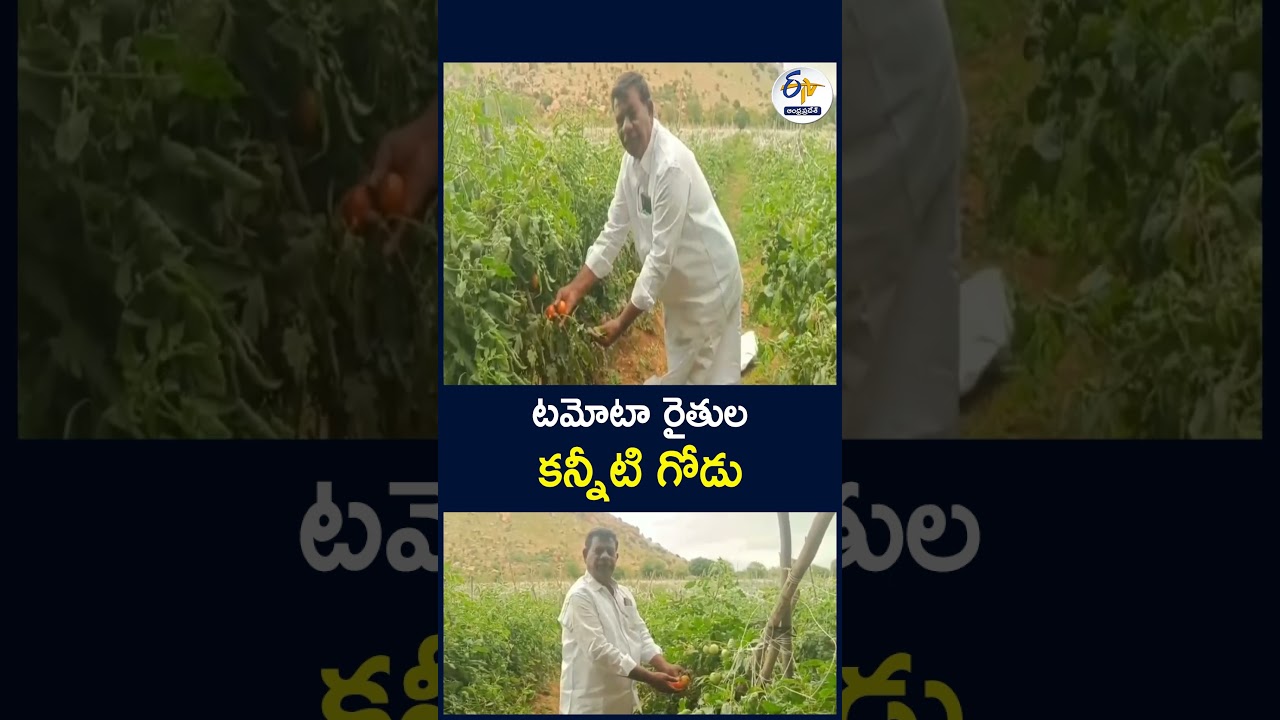 టమోటా రైతుల కన్నీటి గోడు  #TomatoPrices #Farmers