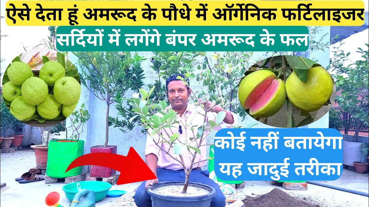 ऐसे देता हूं अमरूद के पौधे में ऑर्गेनिक फर्टिलाइजर || सर्दियों में लगेंगे गमले में बंपर अमरूद के फल
