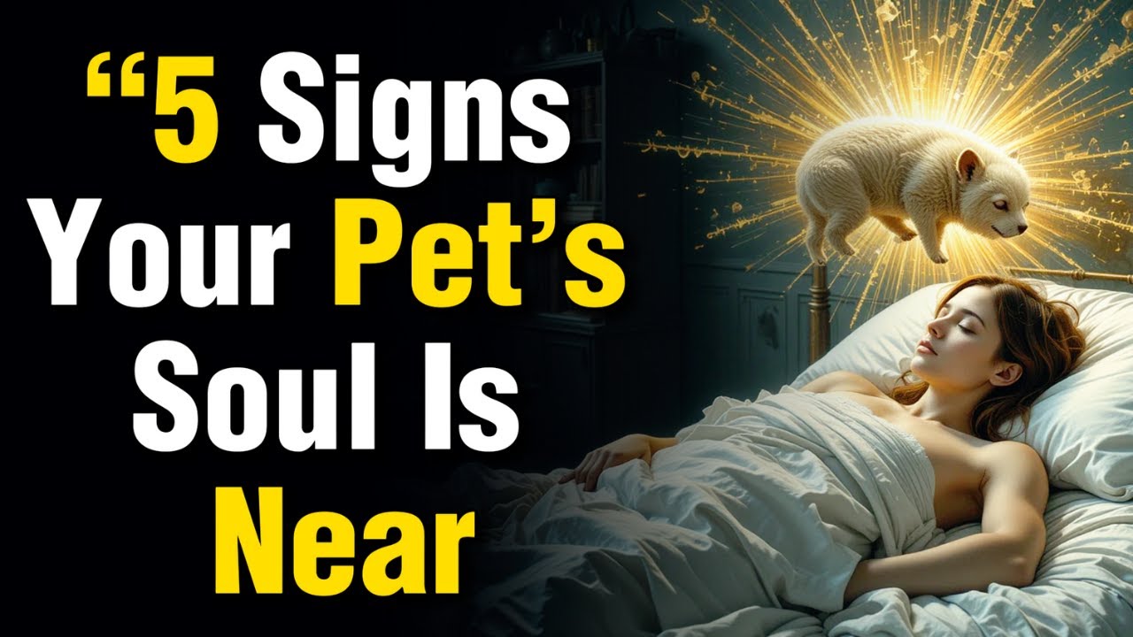 5 Signs Your Pet’s Soul Is Still Protecting You