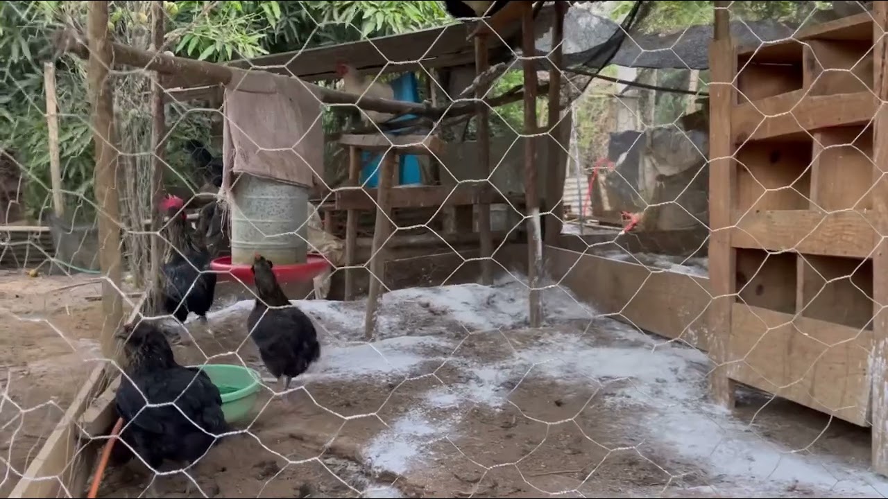 Como previnir doenças Jogando cal no galinheiro das galinhas?