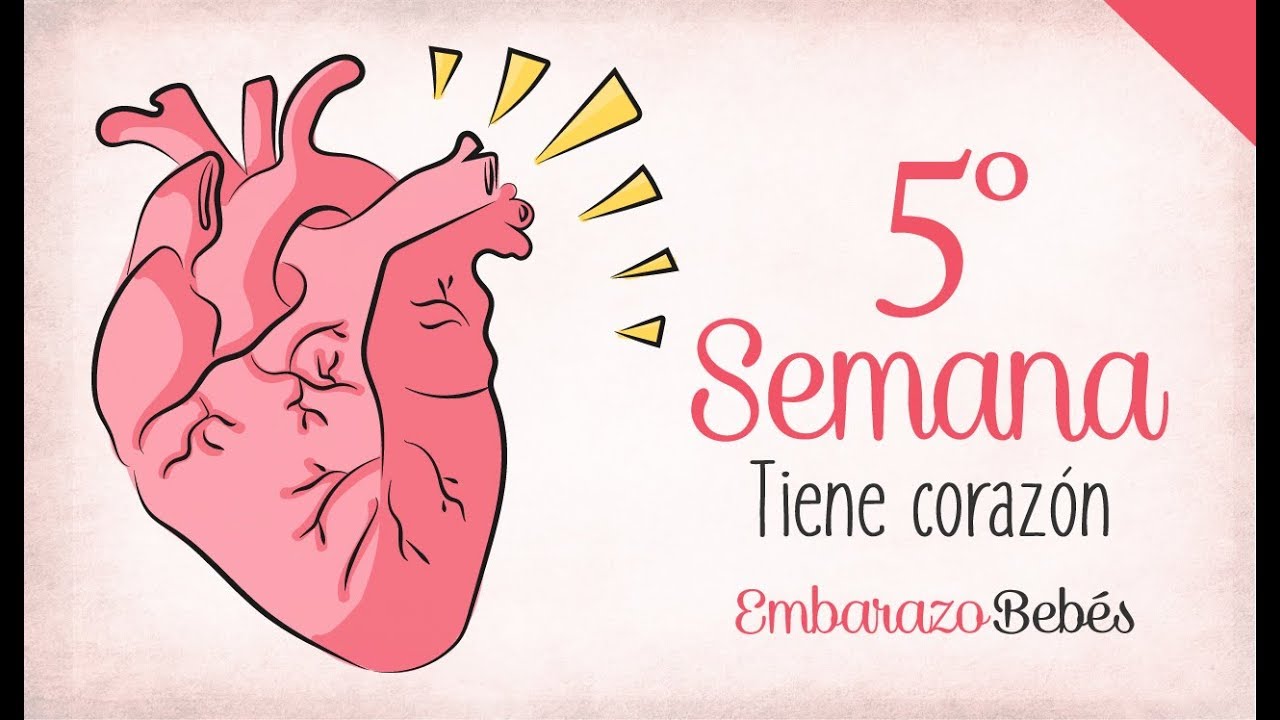 SEMANA 5 de #Embarazo | 2&ordm; Mes | Semana a semana