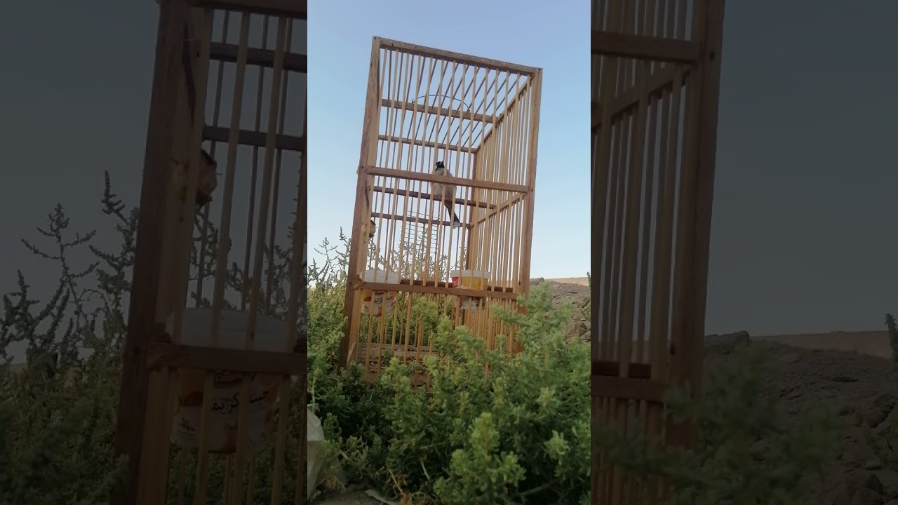 تغريد بلبل خام حنجره ثكيله يداور لغات على الطبيعه
