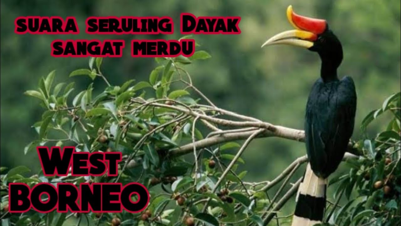 Suara seruling Dayak sangat merdu bikin anak Dayak yg merantau rindu tanah Borneo