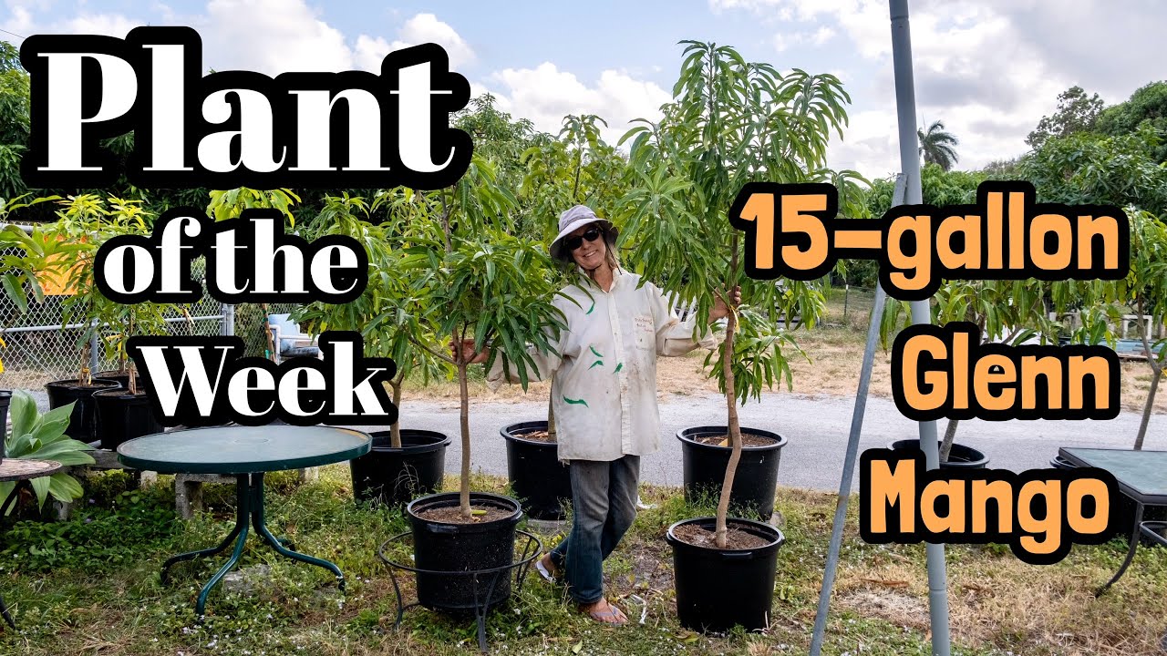 Plant of the Week | 15-gallon 'Glenn' Mango Tree