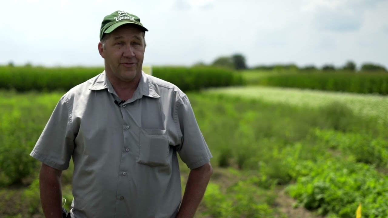 What are the cover crop options for Michigan farmers?