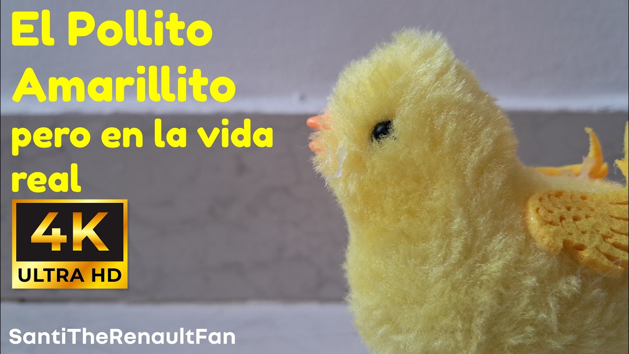El Pollito Amarillito pero en la Vida Real - Canciones Infantiles