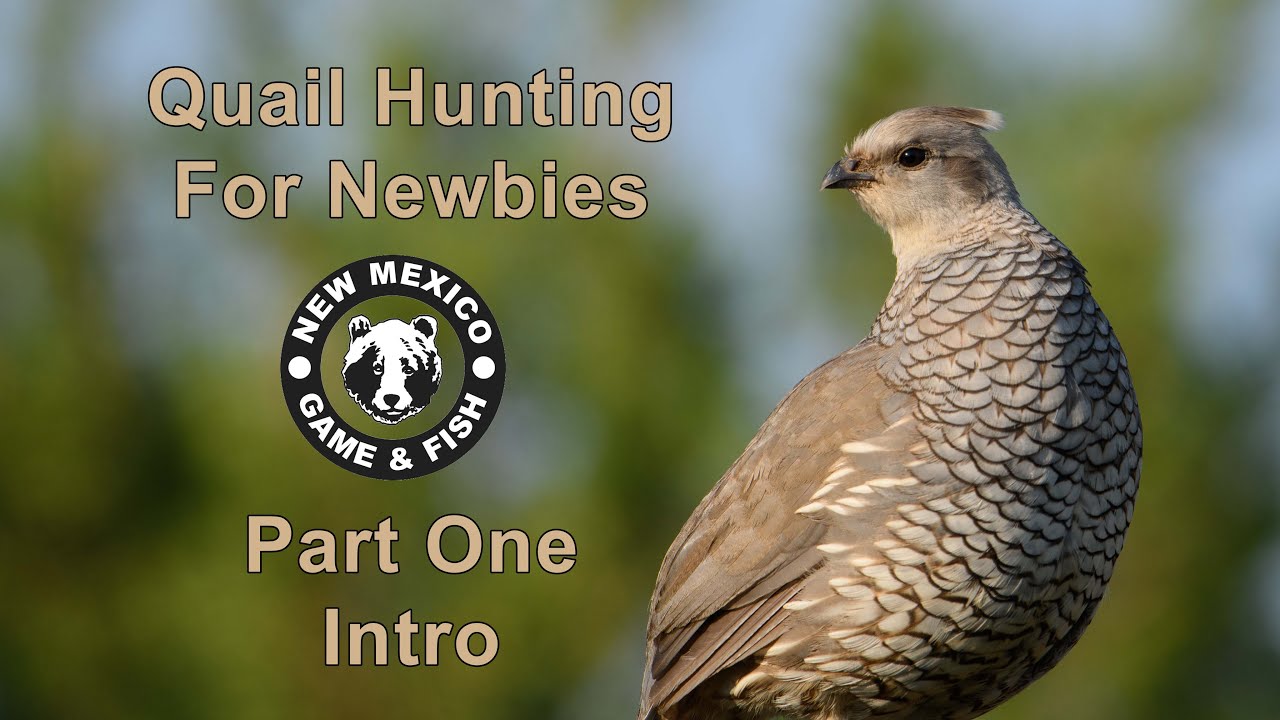 Quail Hunting For Newbies Part One