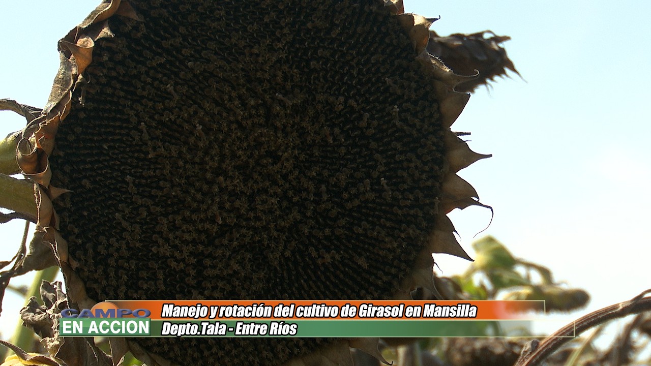 Manejo y rotación del cultivo de Girasol en Mansilla - Jordán Esterri