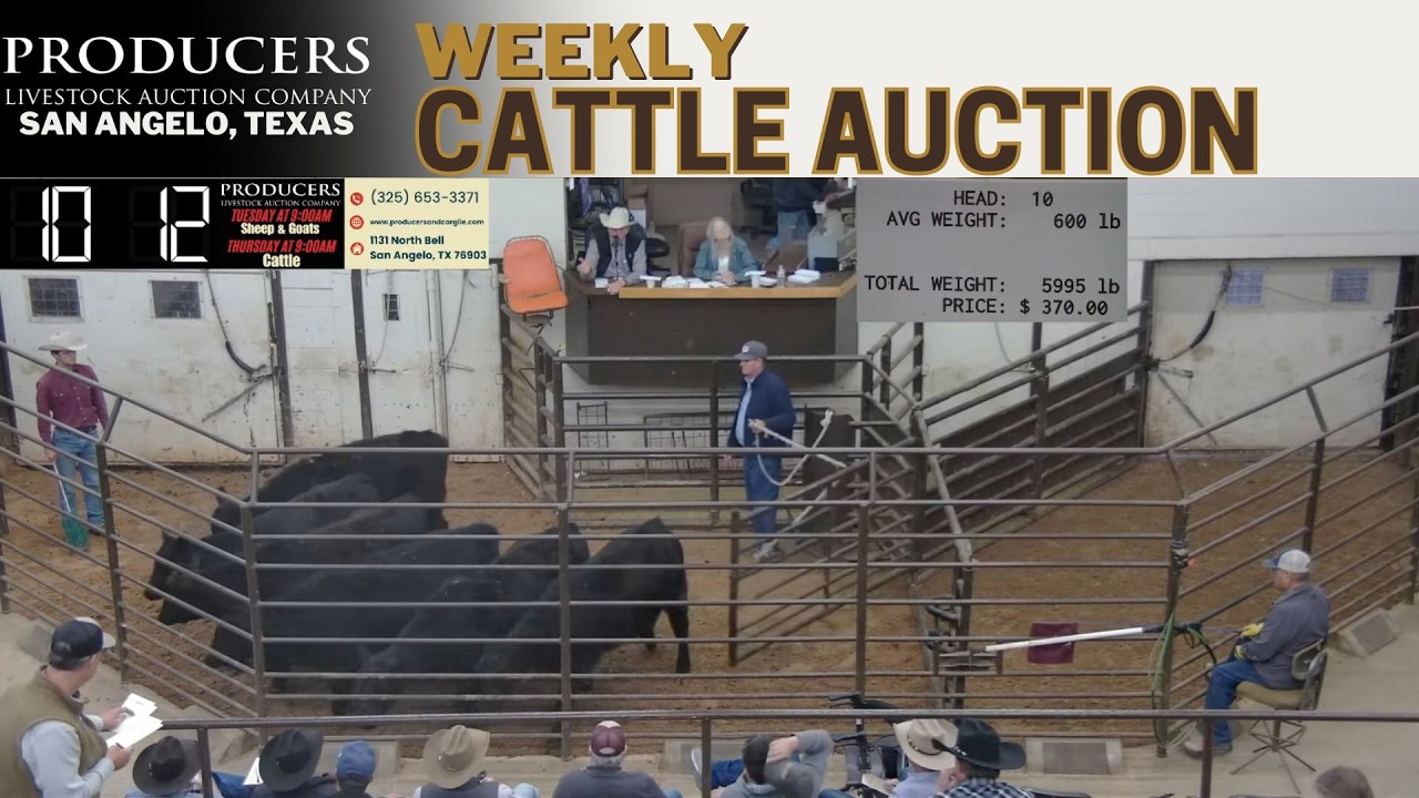 Texas Cattle Market: Live at Producers Livestock Auction Company | Feb 26, 2026