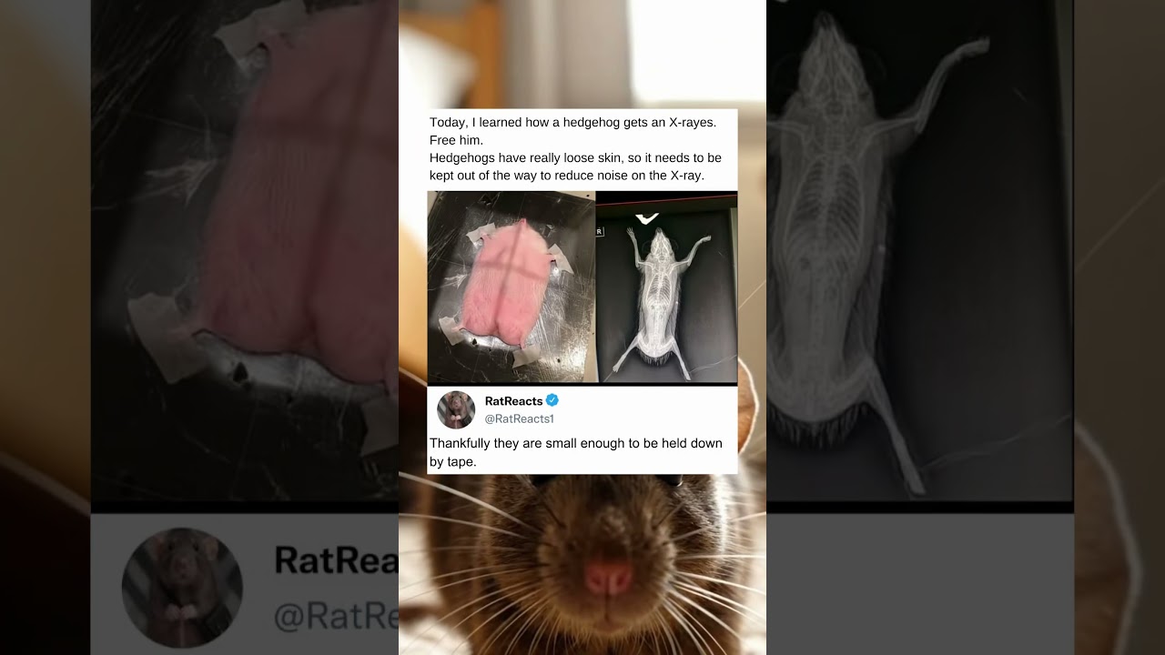 У ежей есть рыхлая кожа, которую необходимо зафиксировать пластырем во время медицинского обследо...