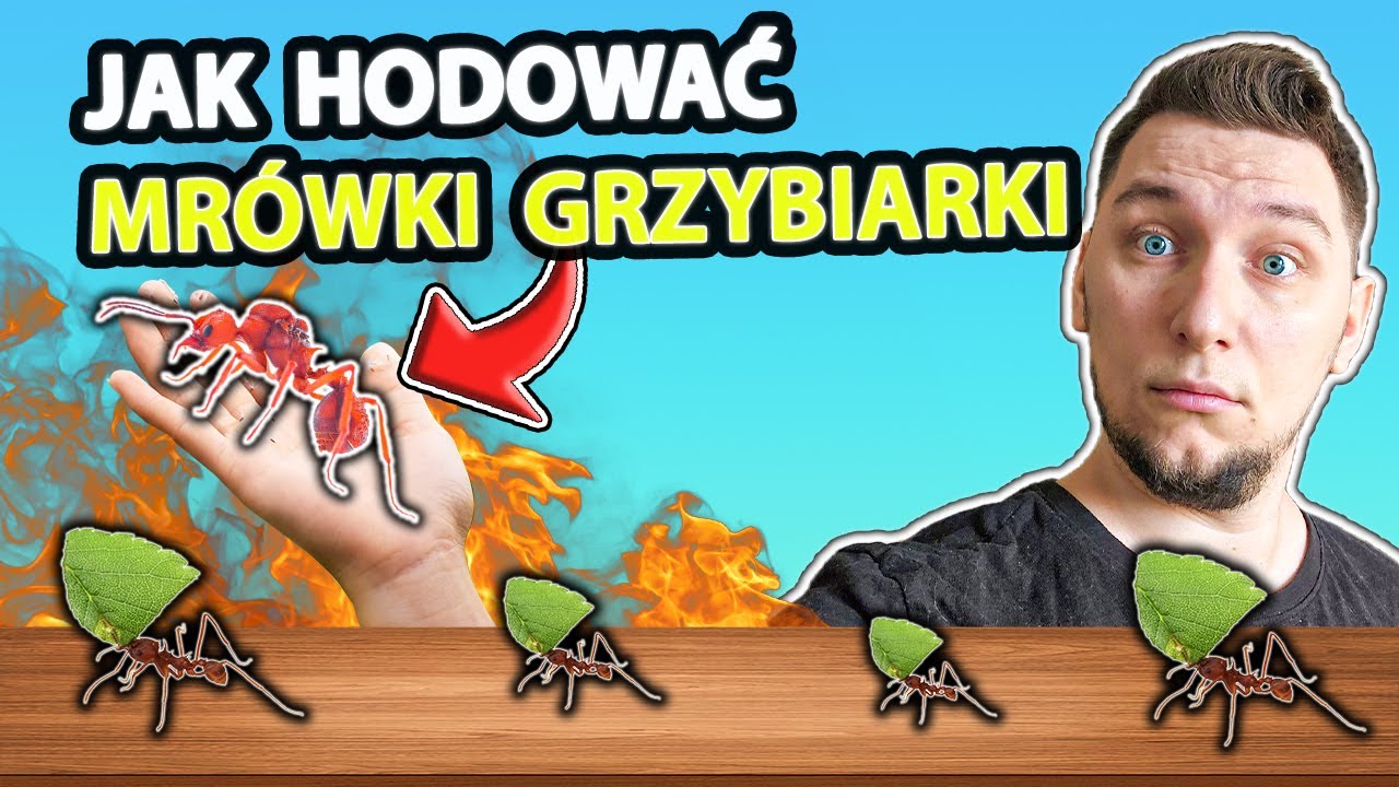 Aktualizacja Mr&oacute;wek Grzybiarek. Poradnik jak hodować grzybiarki...