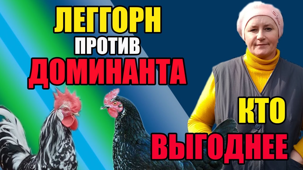 Леггорн против Доминанта. Кого выгоднее содержать.