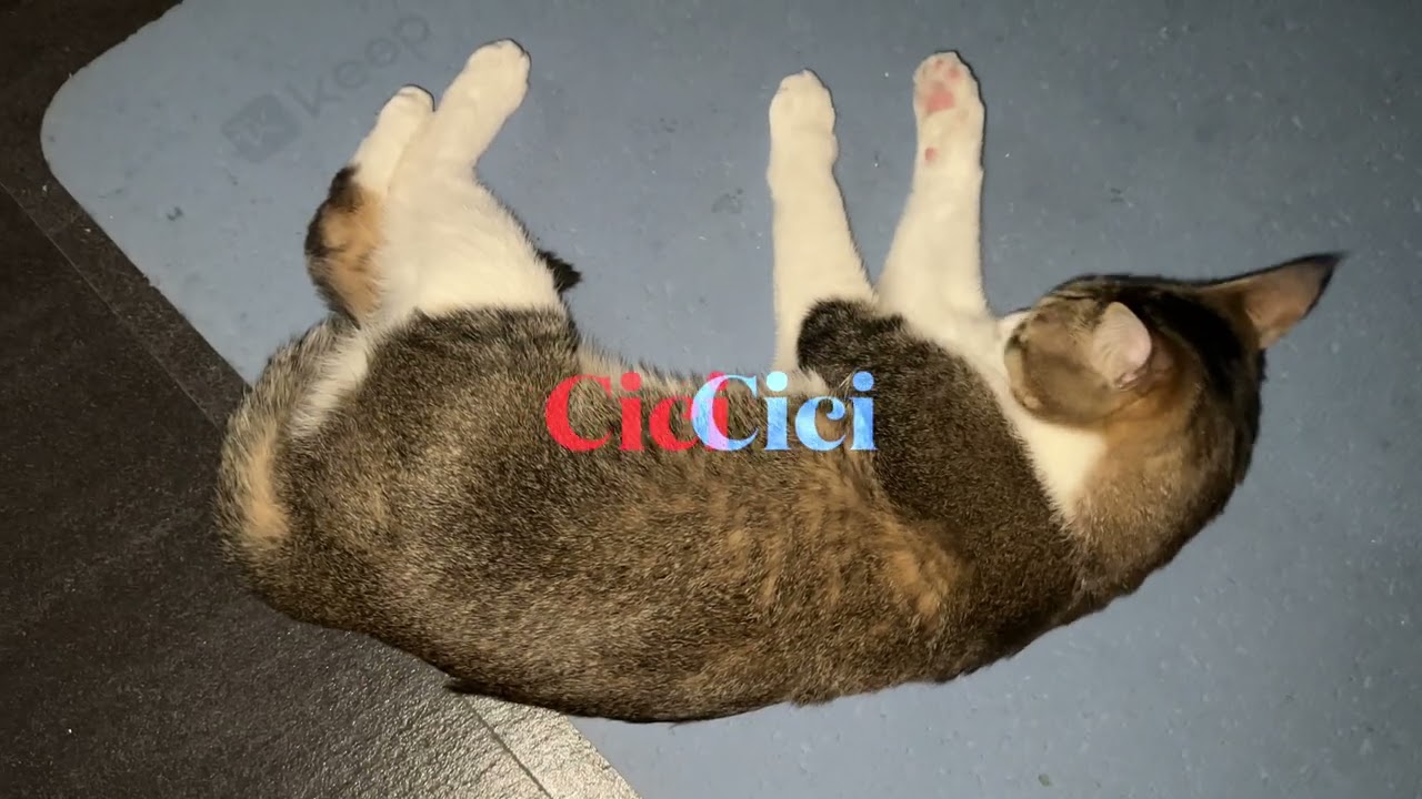 Feb02 2026@frankip023 #cat #貓咪日常 With my cats 