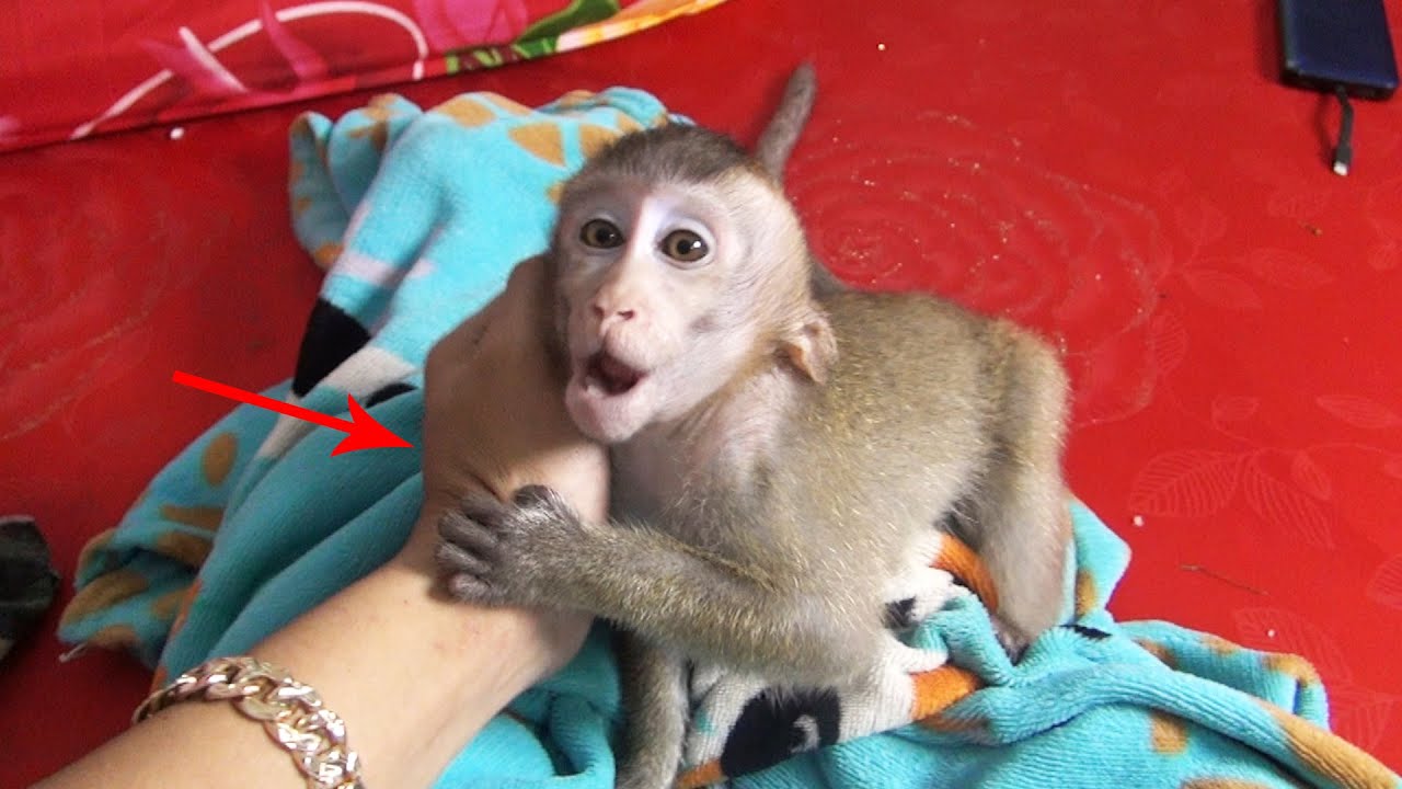 Baby Monkey Too Happy Bathed With Monkey JoJo Now Clean Body And Drink Milk