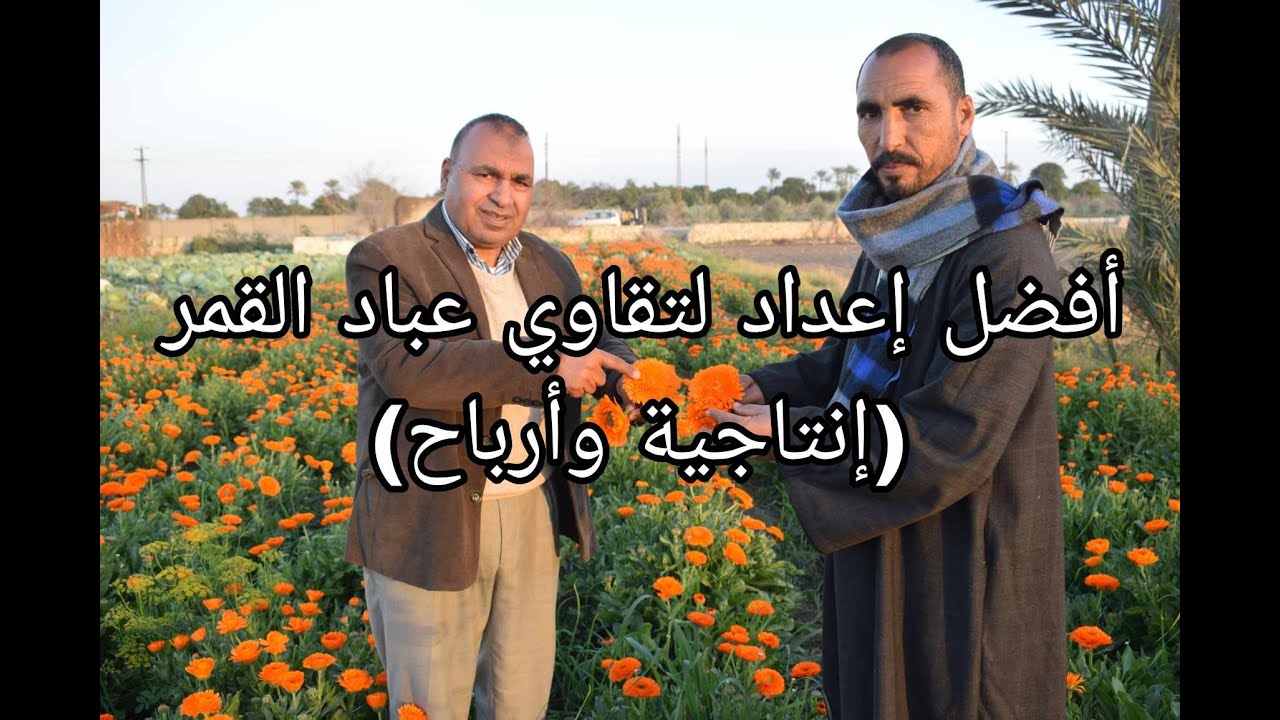 أفضل إعداد لتقاوي عباد القمر (إنتاجية وأرباح عالية)