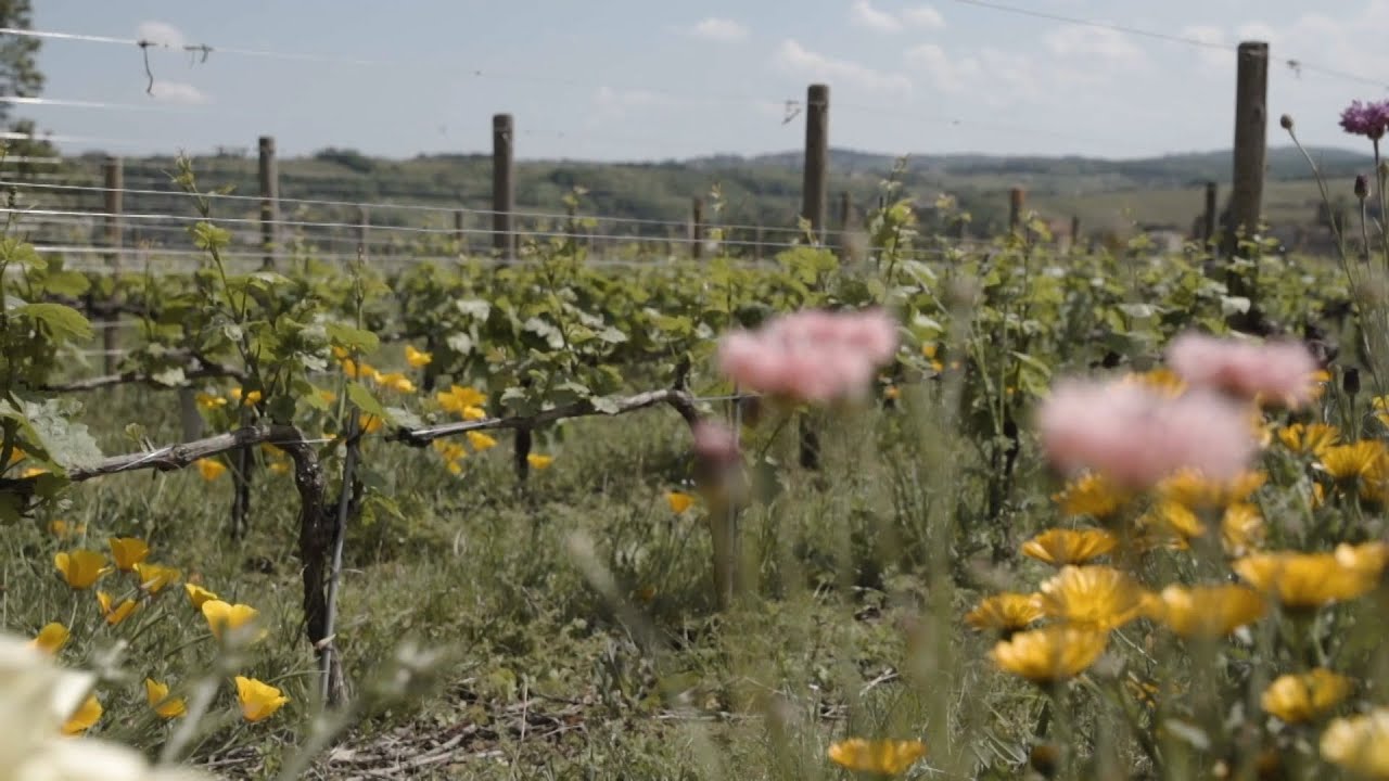Gestion de la biodiversité au vignoble