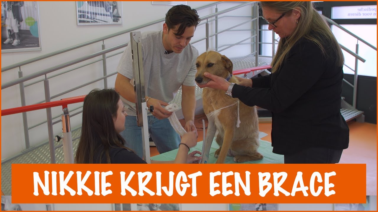 Floris leert een brace maken! | DierenpraatTV