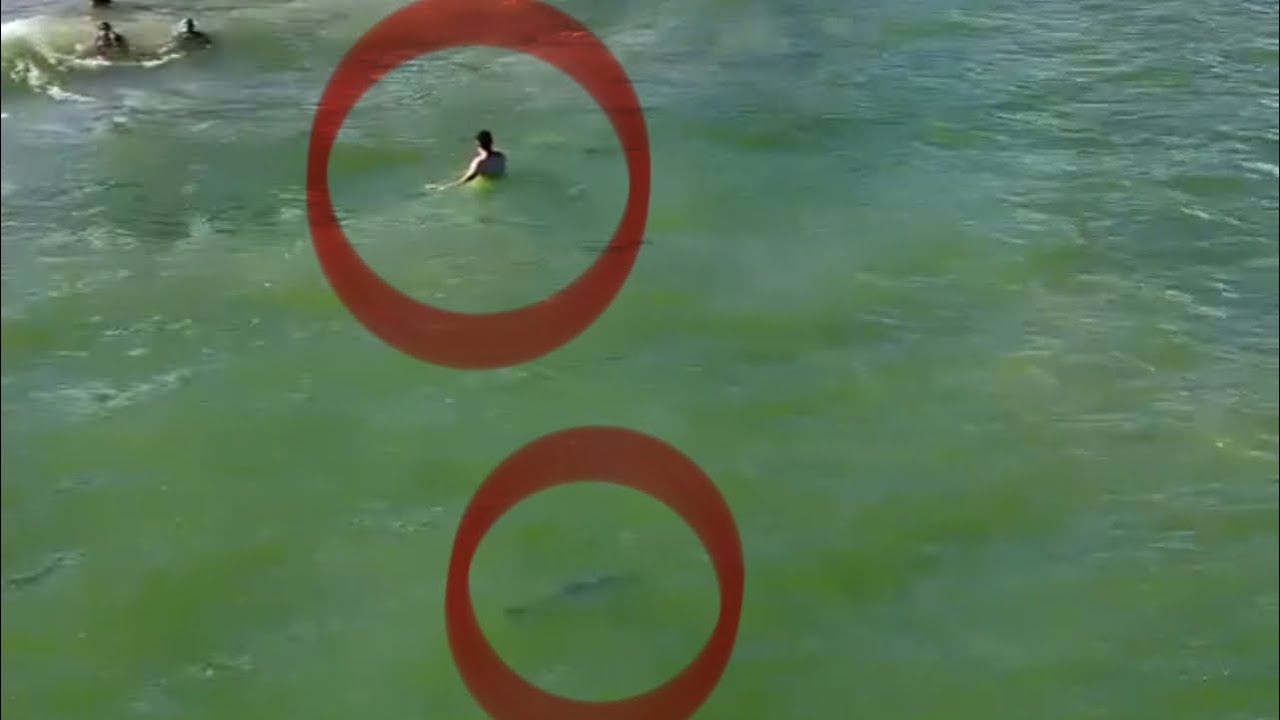 Tubarão quase deixa mais uma vítima na Praia de Boa Viagem (Recife-PE)!