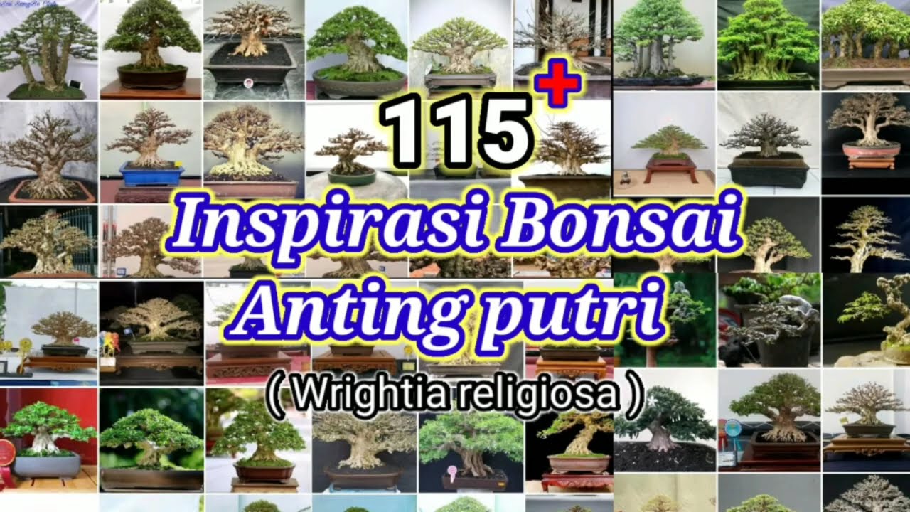 Inspirasi bonsai Anting Putri Terbaik