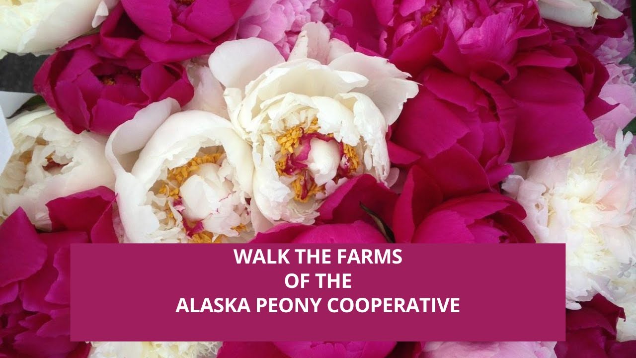 Tour Alaska Peony Farm, Wasilla Lights Farm PART 1