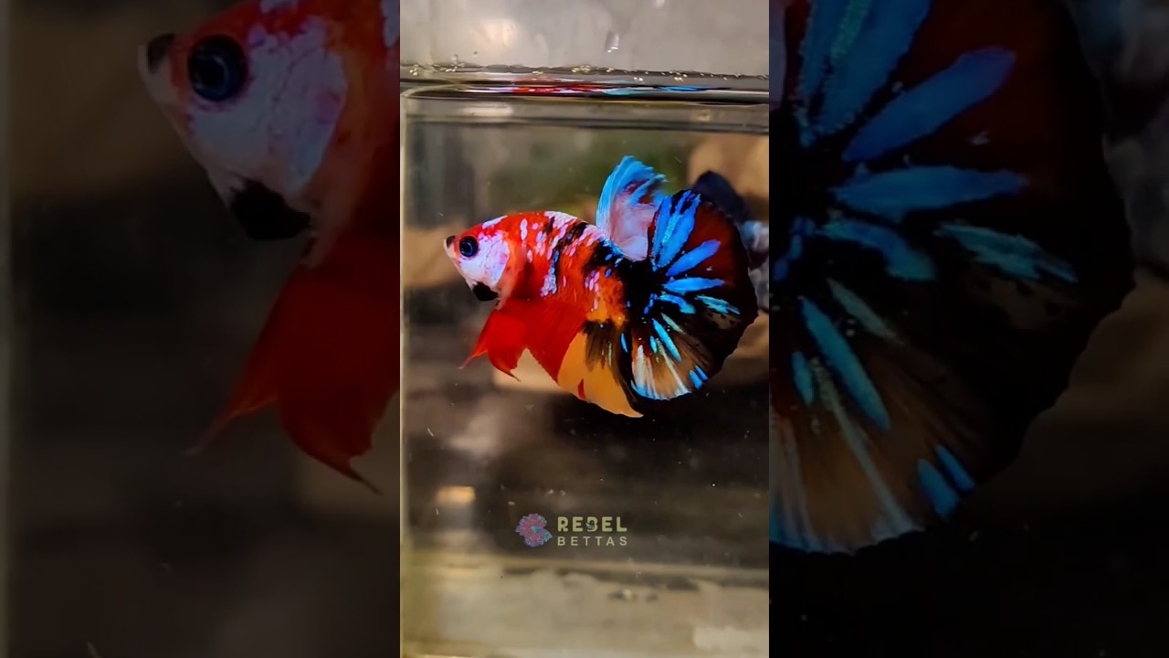 Premium Grade multi Galaxy Hmpk pairs available @rebelpets5121  #betta #bettafish #trending