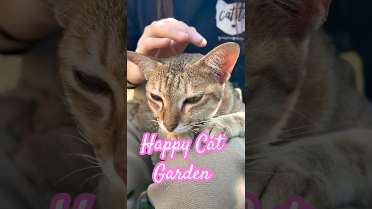 Happy Cat Garden บ้านสวนแมวแสนสุข 
